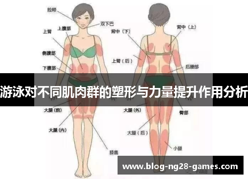 游泳对不同肌肉群的塑形与力量提升作用分析
